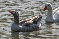 Greylag Goose