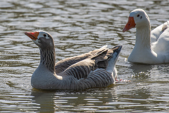 Greylag Goose