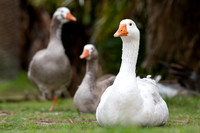 Greylag Goose
