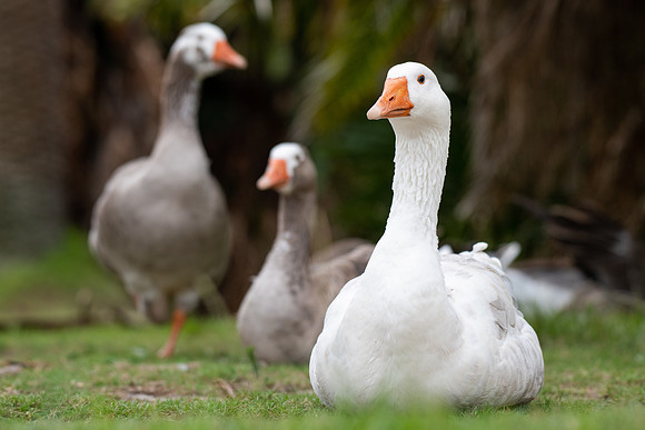 Greylag Goose