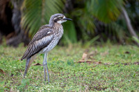 Beach stone-curlew