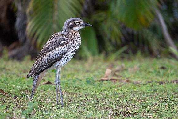 Beach stone-curlew
