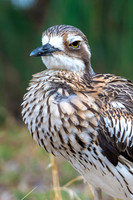 Beach stone-curlew