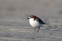 Red-capped Plover