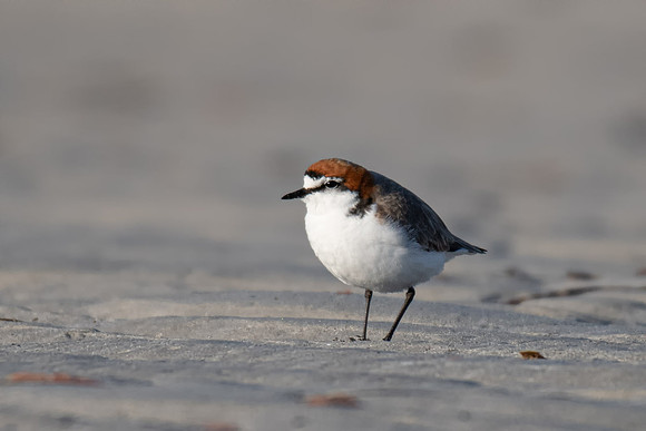 Red-capped Plover