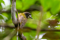 White-faced Robin