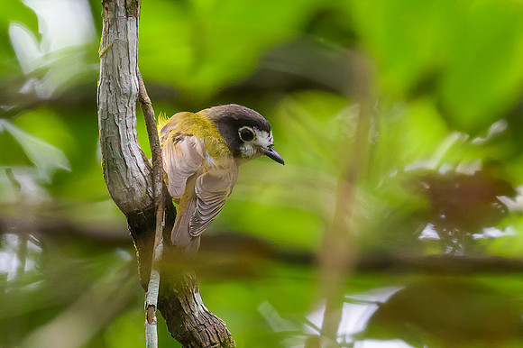 White-faced Robin