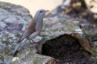 Grey Shrike-thrush