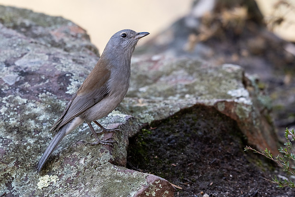 Grey Shrike-thrush