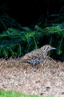 Bassian Thrush