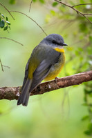 Eastern Yellow Robin