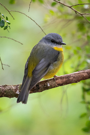 Eastern Yellow Robin