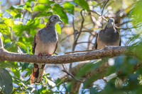 Bar-shouldered Dove