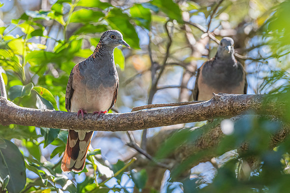 Bar-shouldered Dove