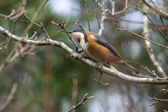 Eastern Spinebill