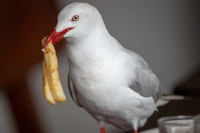 Silver Gull