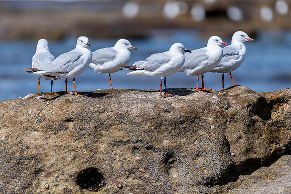 Silver Gull