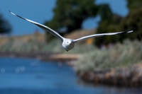 SIlver Gull