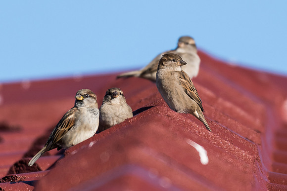 House Sparrow