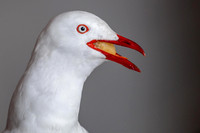 Silver Gull