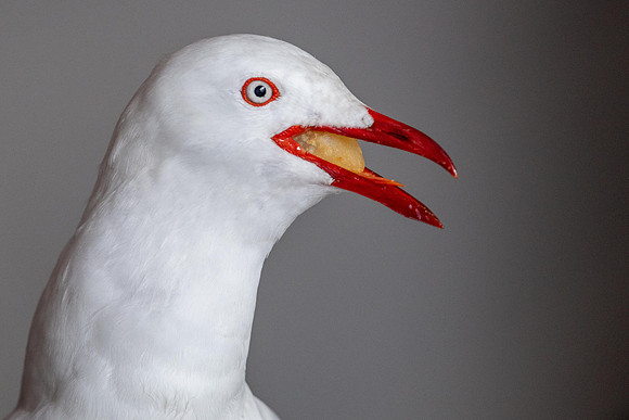 Silver Gull