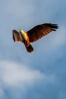 Brahminy Kite