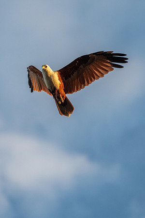 Brahminy Kite