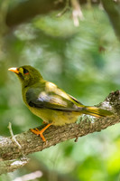 Bell Miner