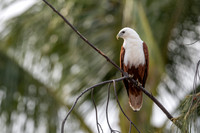 Brahminy Kite