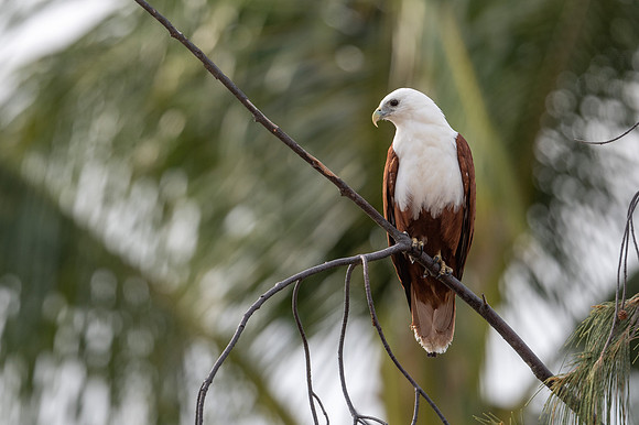 Brahminy Kite