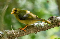Bell Miner