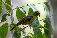 Bell Miner