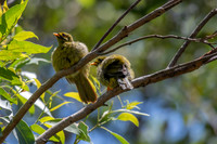 Bell Miner