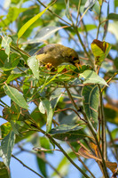 Bell Miner