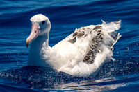 Wandering Albatross