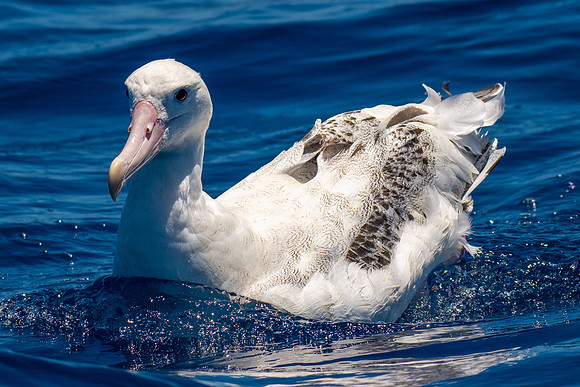 Wandering Albatross