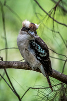 Laughing Kookaburra