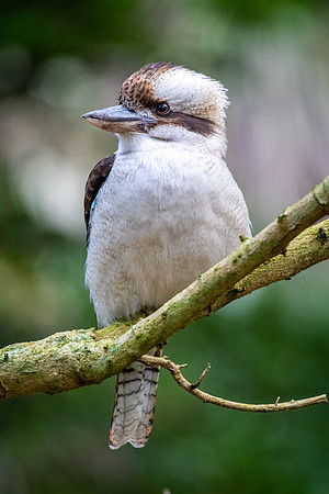 Laughing Kookaburra