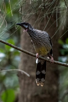 Red Wattlebird
