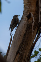 White-throated Treecreeper