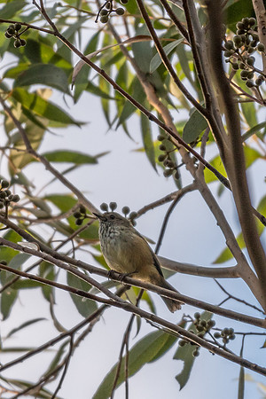Brown Thornbill
