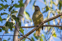 Satin Bowerbird