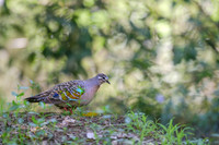 Common Bronzewing