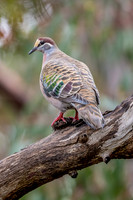 Common Bronzewing