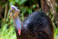 Southern Cassowary