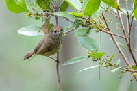 Brown Thornbill