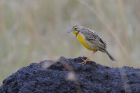 Yellow-throated Longclaw