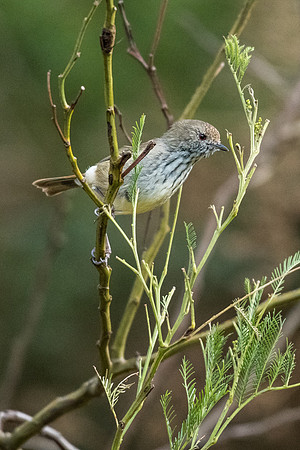 Brown Thornbill