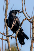 Torresian Crow