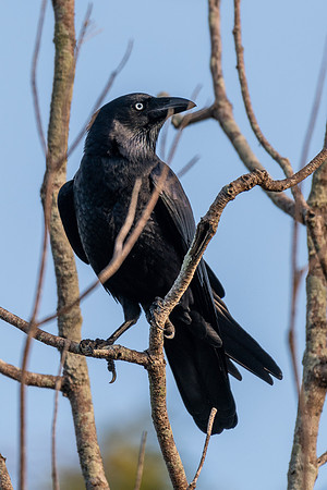 Torresian Crow